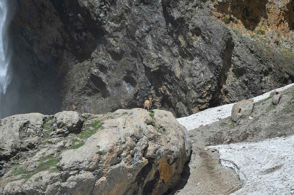 Tunceli'de yaban hayat görüntülendi 